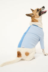 PET SHOKO SWEATER PERIWINKLE MULTI